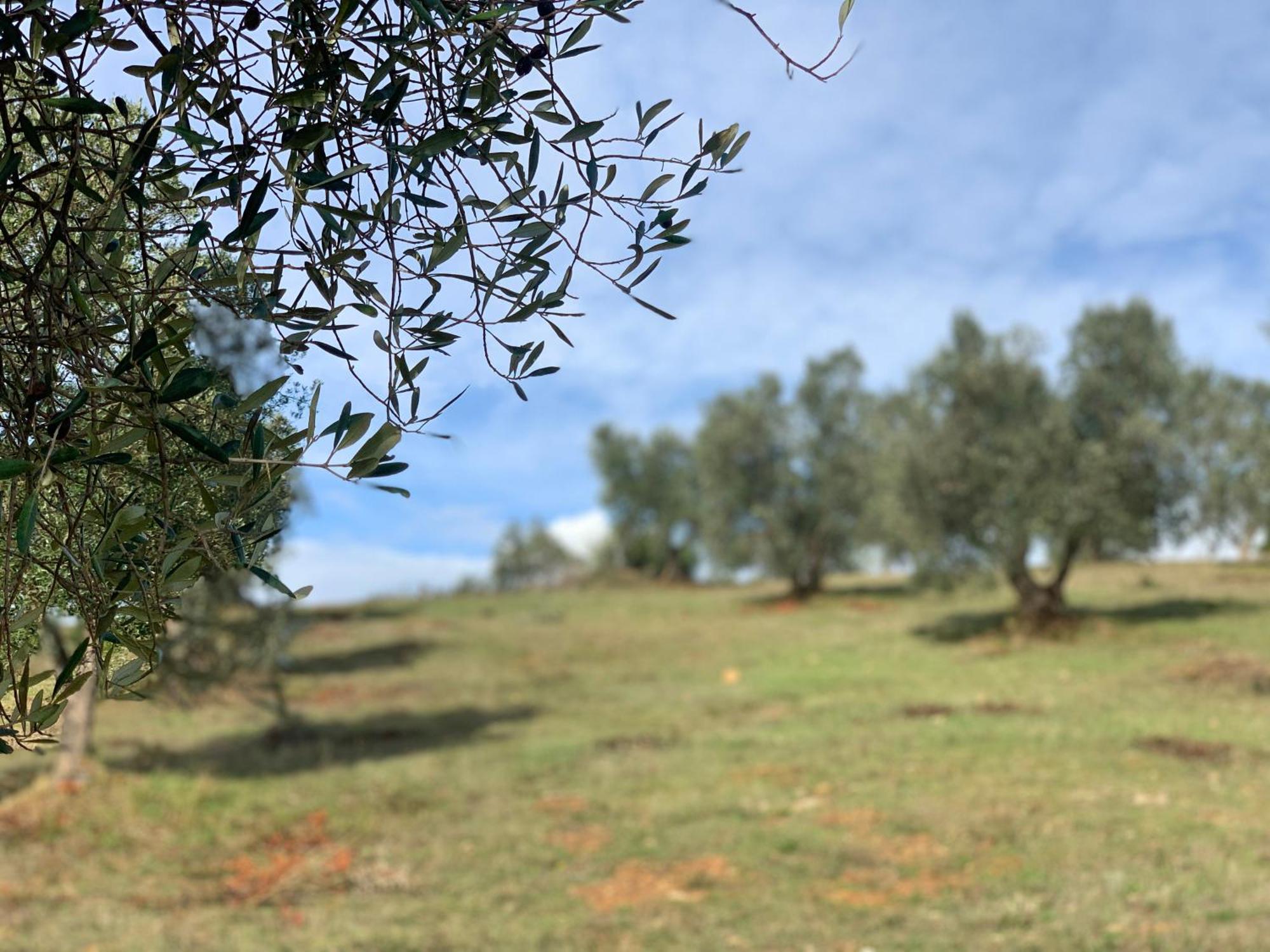 Agriturismo Poggio Falco Batignano Esterno foto